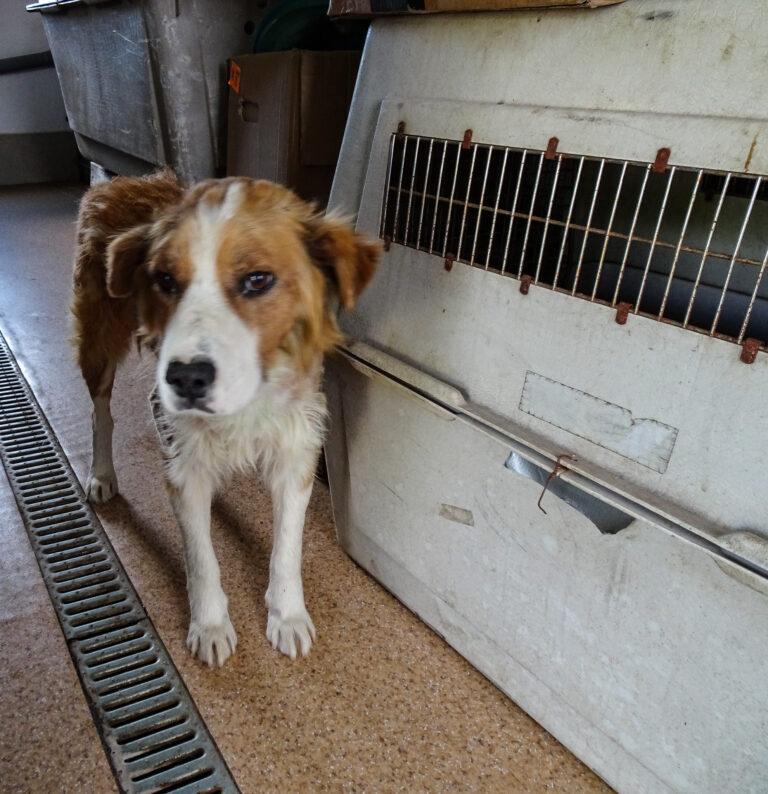 Simi steht neben Hundebox am Gang des Welpenhauses im Tierheim in Rumänien