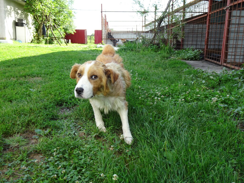 Straßenhund Simi, nach erfolgreicher Tumoroperation, am Laufen im Gras