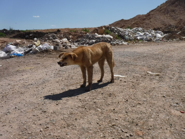 Ein Streunerhund steht auf einer verlassenen staubigen Straße und fletscht die Zähne. Hinter ihm eine Menge Müll, hauptsächlich Plastik, leere Flaschen und volle Müllsäcke.