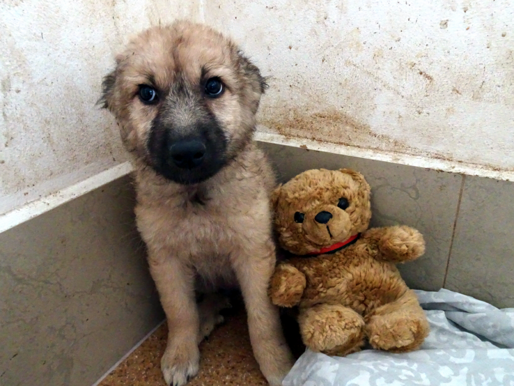 Ein Mischlingshundwelpe sitzt gemeinsam mit seinem Teddybär vor einer dreckigen Wand