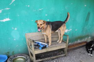 Tierheimhund Jerry auf einer Bank - rumänischer Tierschutzhund mit besonderer Geschichte